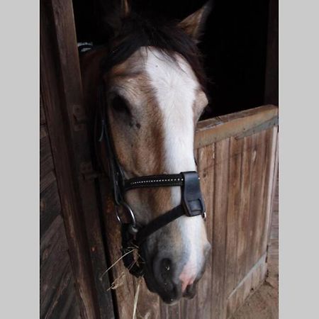 Upper Heath Farm - Stable Cottage 克雷文阿姆斯 外观 照片