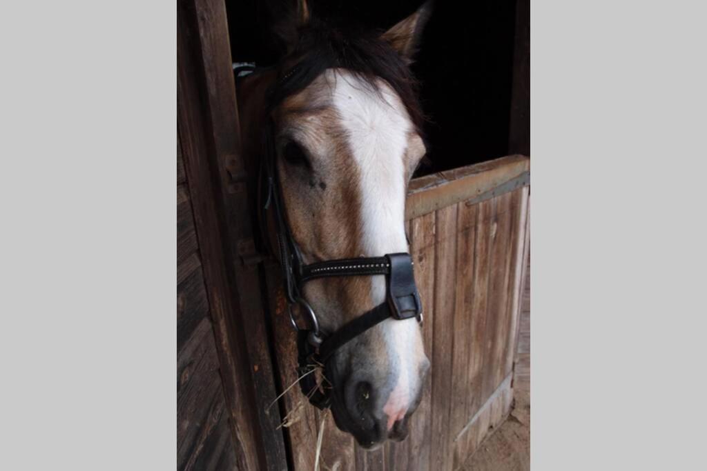 Upper Heath Farm - Stable Cottage 克雷文阿姆斯 外观 照片