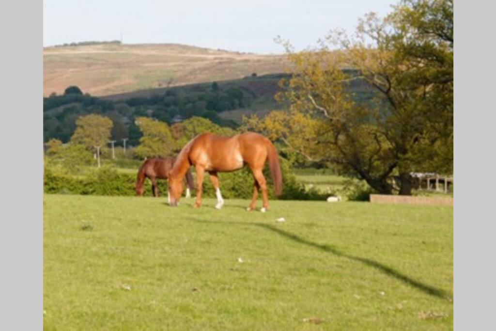 Upper Heath Farm - Stable Cottage Ludlow 克雷文阿姆斯 外观 照片